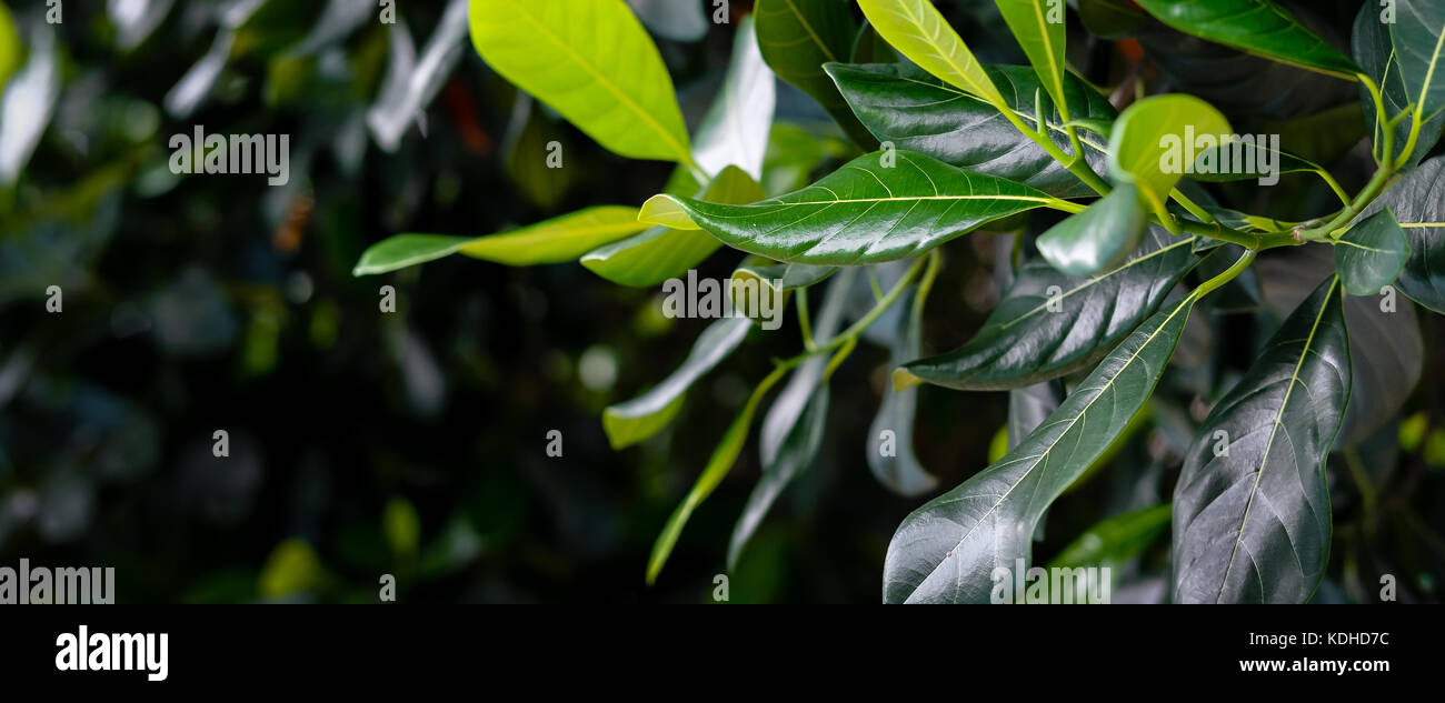 Asian tropical beauty hi-res stock photography and images - Alamy