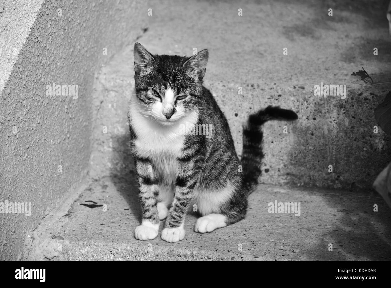 A cat sitting on stairs Stock Photo - Alamy