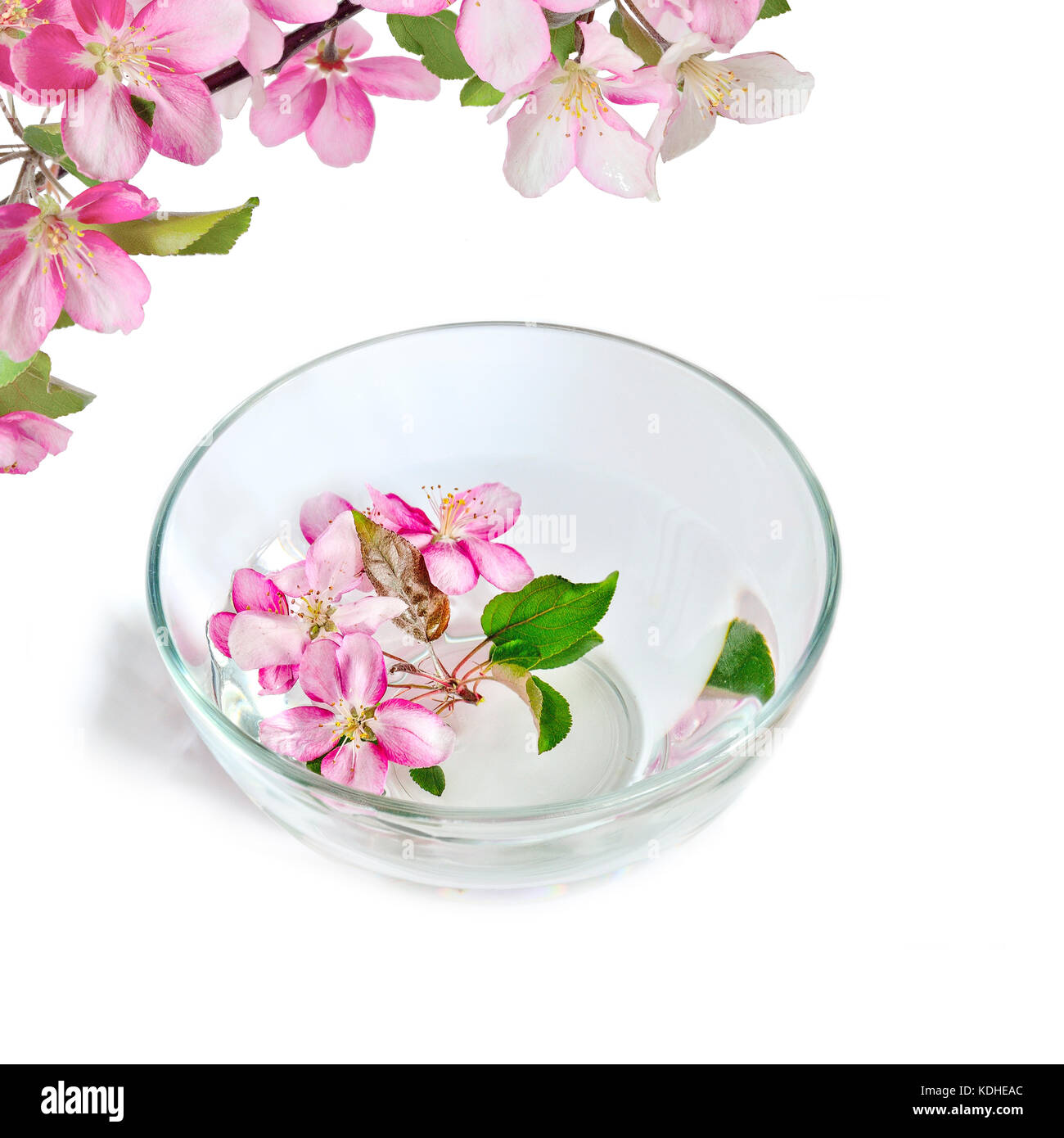Fresh pink cherry or apple tree flowers floating in the glass bowl with water, isolated on a white background. Spa treatment, aromatherapy and skincar Stock Photo