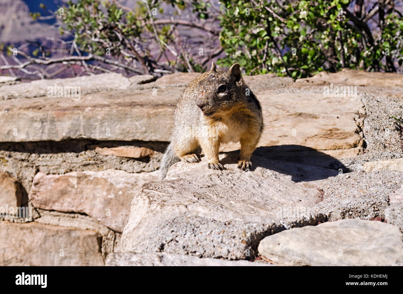Close up of a Squirrel Stock Photo Alamy