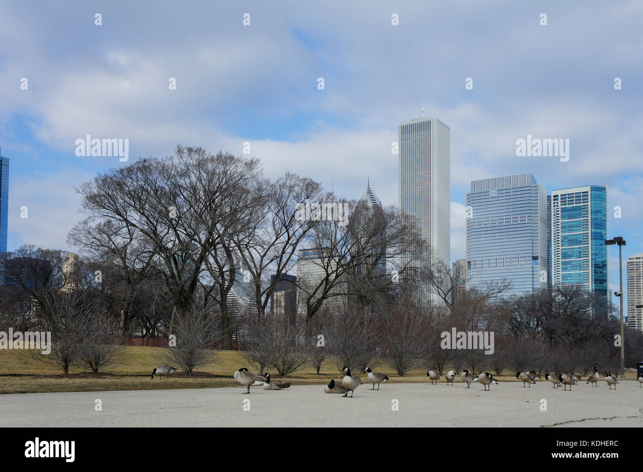 Many Canada geese with Chicago skyline at Millennium Park, Chicago