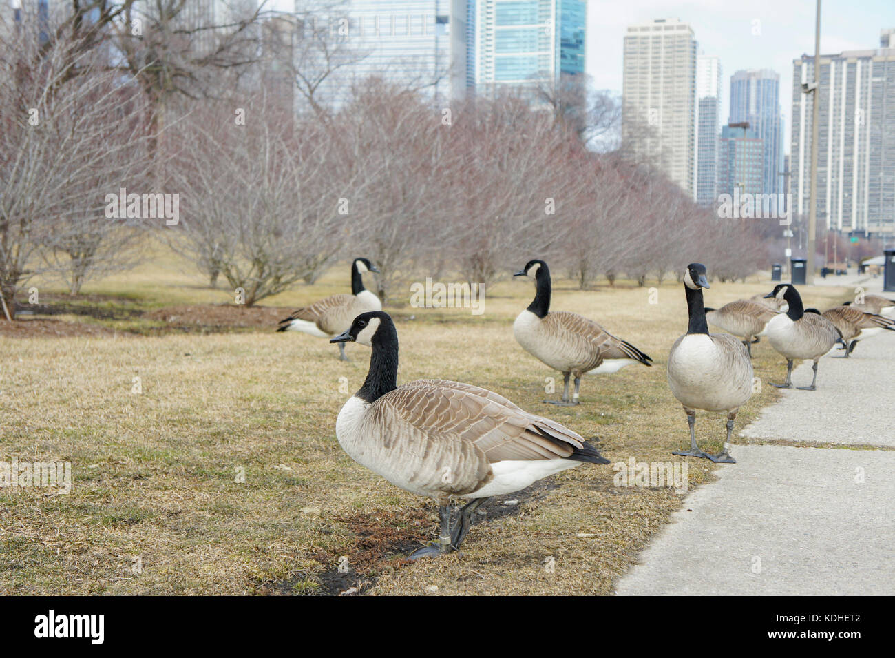 Canada goose clearance chicago illinois