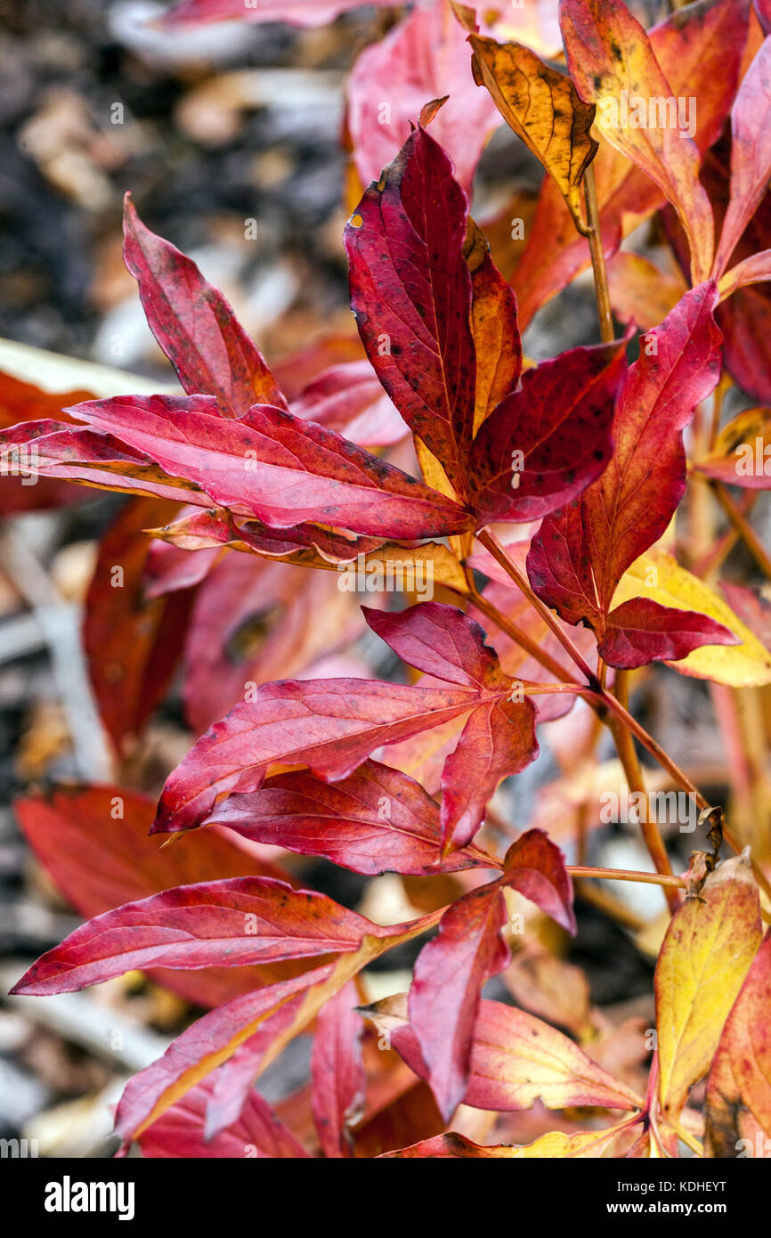 Paeonia lactiflora ' Red King ', autumn red leaves, foliage Stock Photo