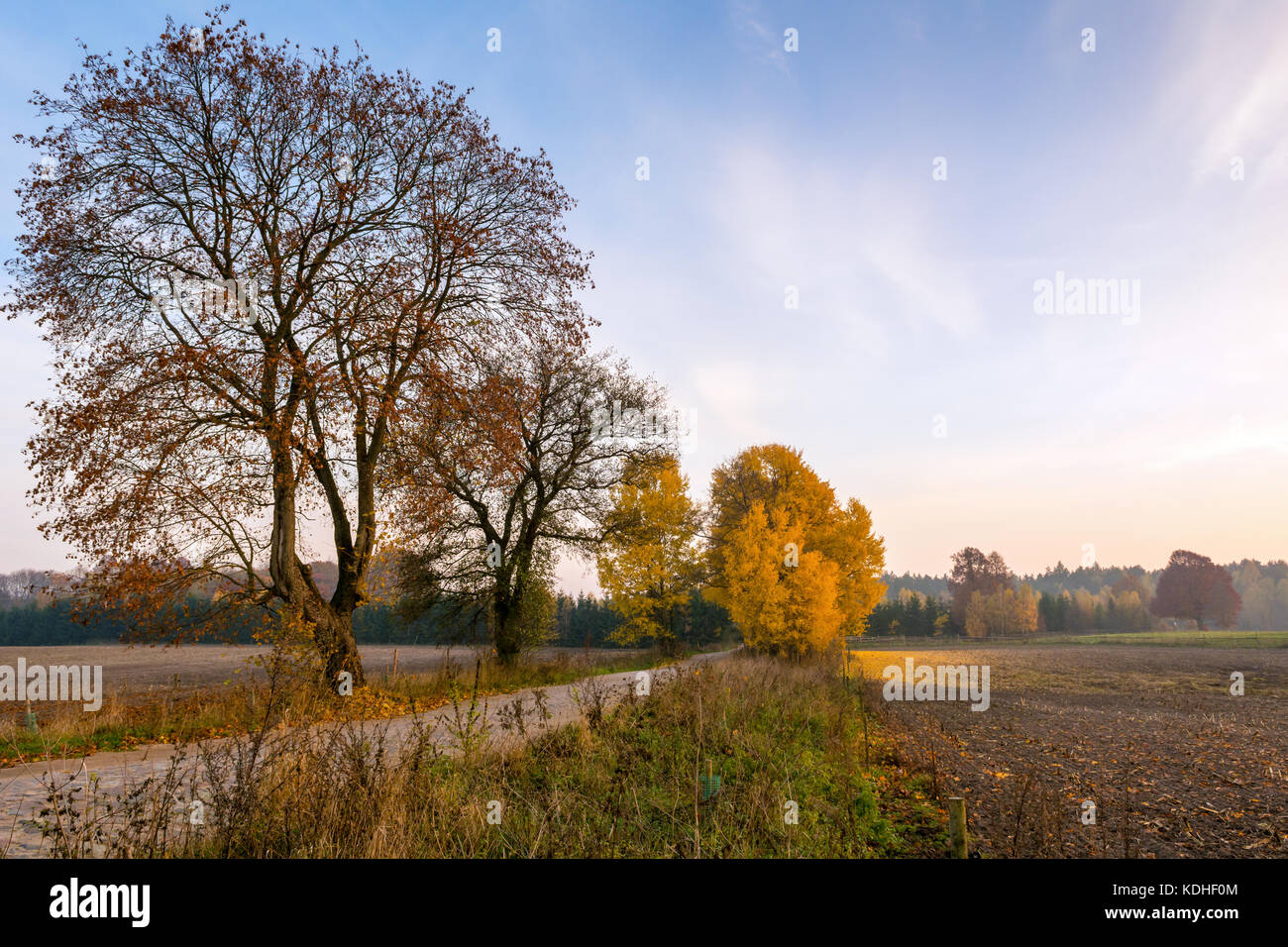 Beautiful rural autumn landscape with birch trees in sunset light Stock ...