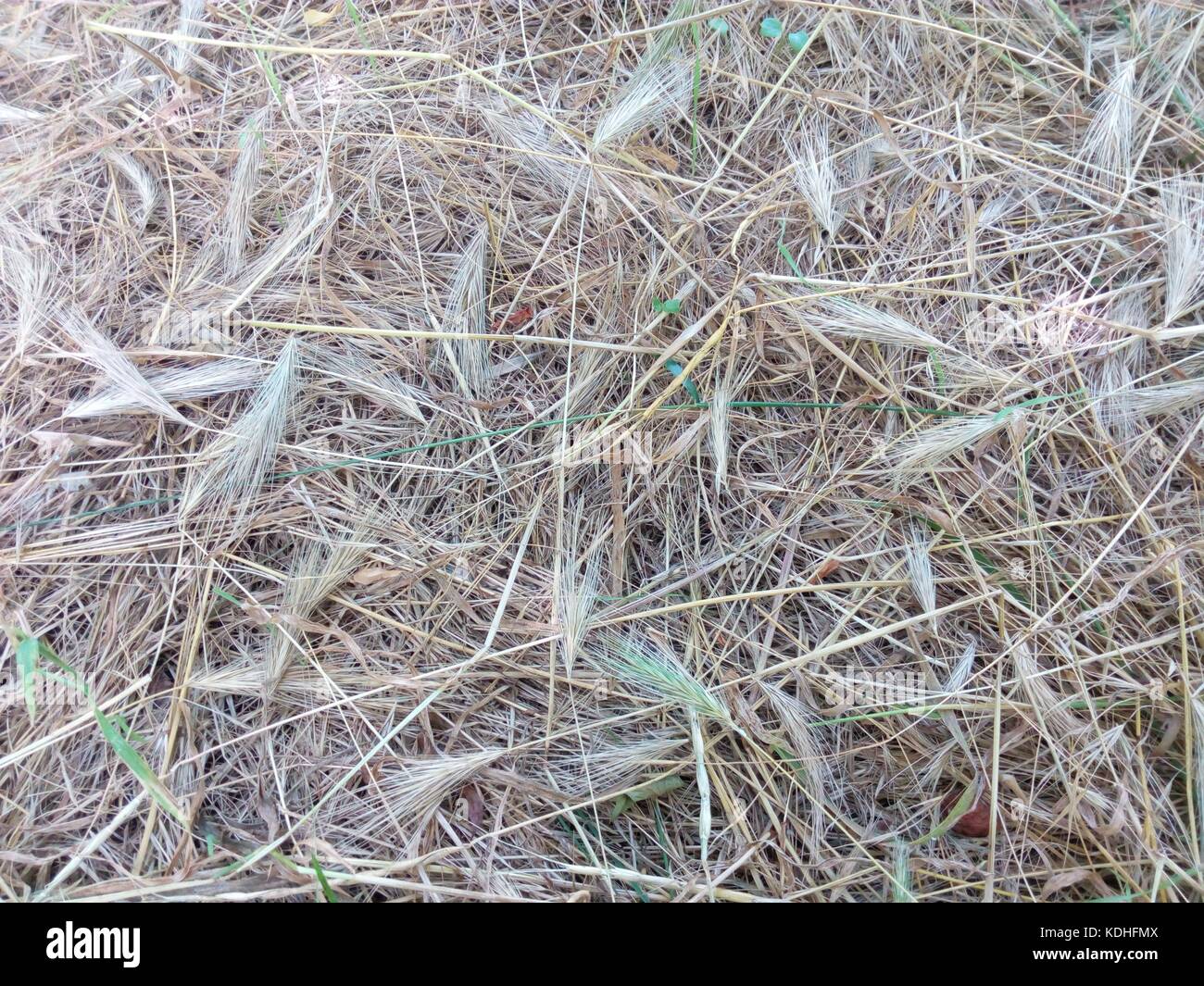 Yellow dry grass clippings closeup Stock Photo Alamy