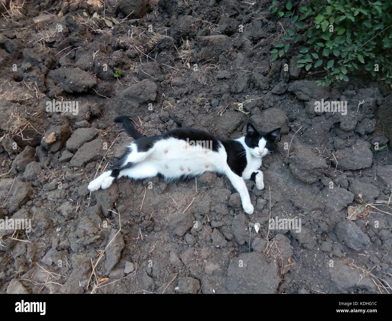 Black white domestic cat lying on a black ground Stock Photo - Alamy