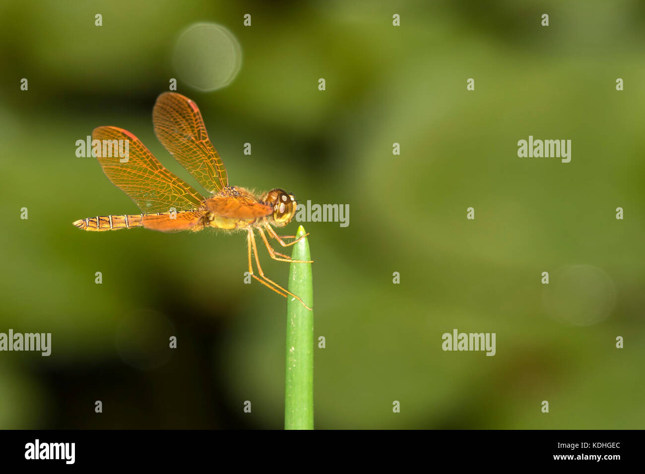 red dragonfly macro close up detail on a stick - odonata anisoptera epiprocta Stock Photo