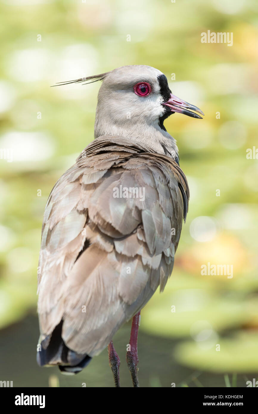 southern lapwing bird looking portrait to the side -  wader charadriiformes Stock Photo