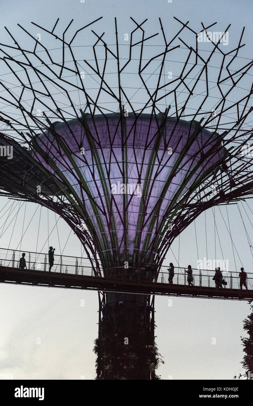 At dusk, a group of visitors meandering 22 metres above ground along the 128-metre long OCBC Skyway, connected by two of the 12 man-made Supertrees at Stock Photo
