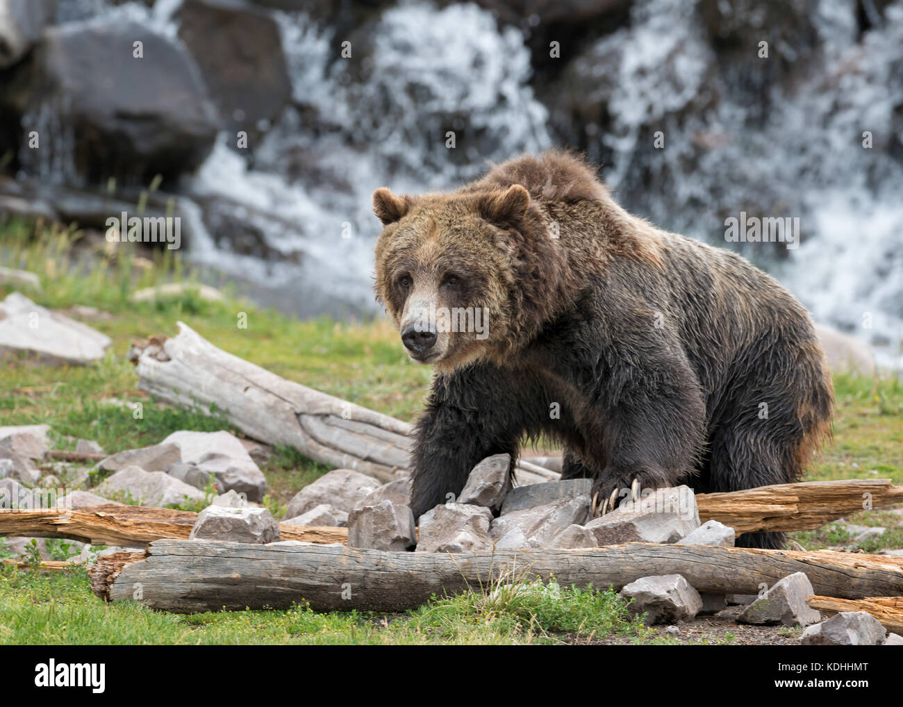 Grizzly bear in front of waterfall outside of Yellowstone National Park Stock Photo