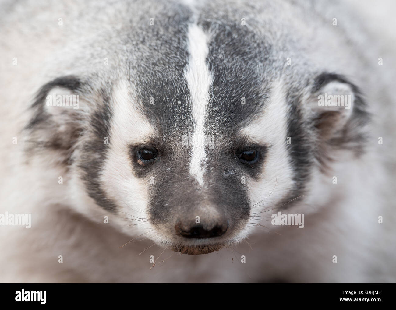 Badger (Taxidea taxus) closeup portrait Stock Photo