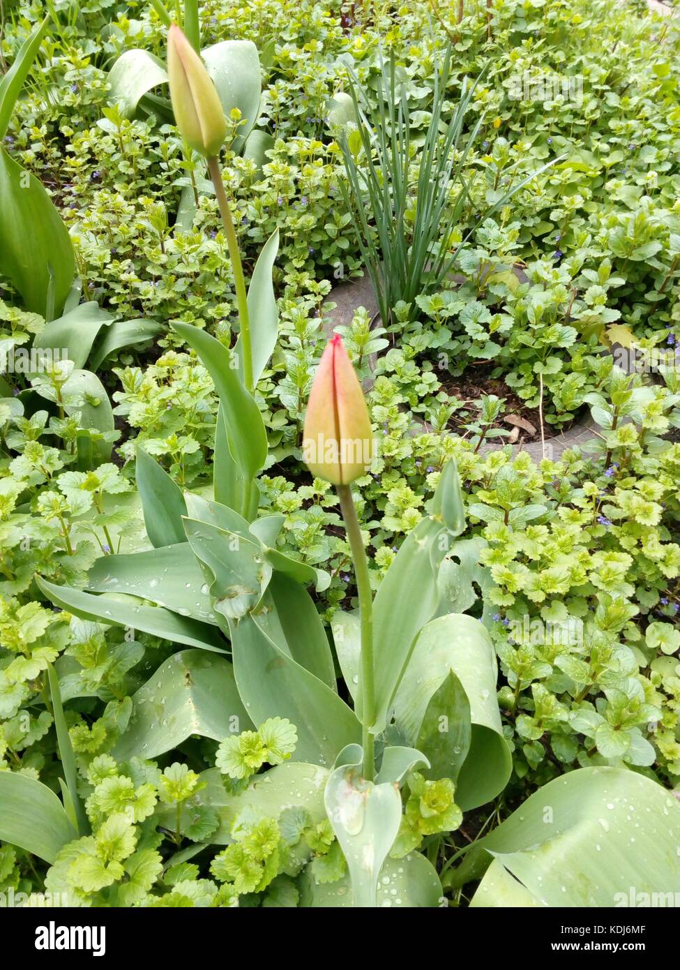 Green young buds of tulips on the city flower bed in spring day Stock ...