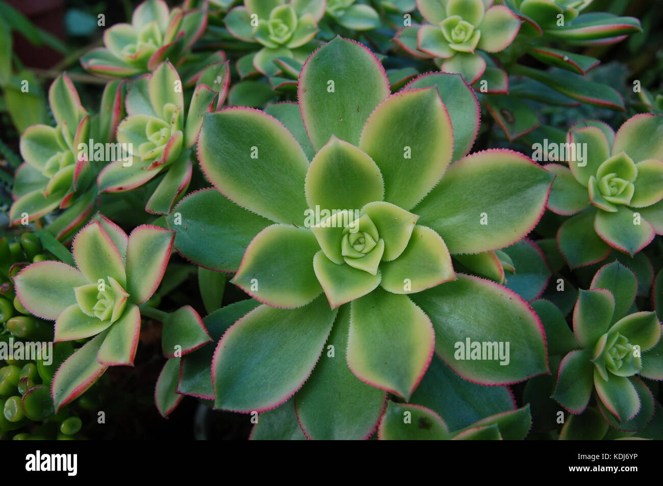 Rosettes of pink and yellow tinged succulent leaves, of the Aeonium, native to Canary Islands. Stock Photo