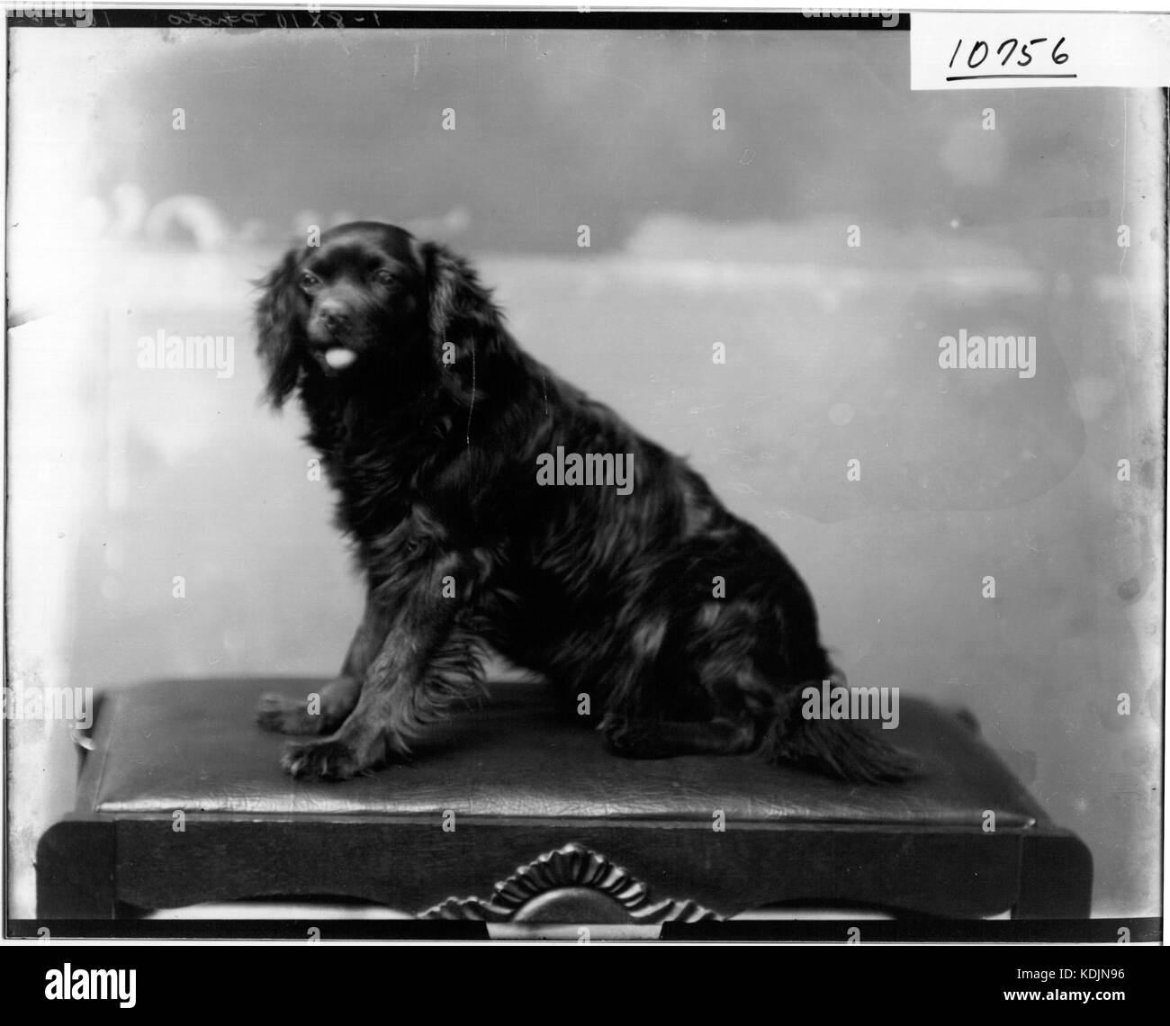 Portrait photograph of black dog on stool 1910 (3191474632 Stock Photo Alamy