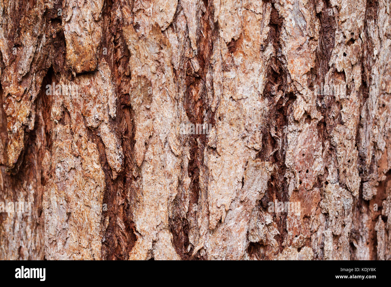 Turpentine (Syncarpia glomulifera). Bark detail. Cow Bay. Queensland. Australia. Stock Photo