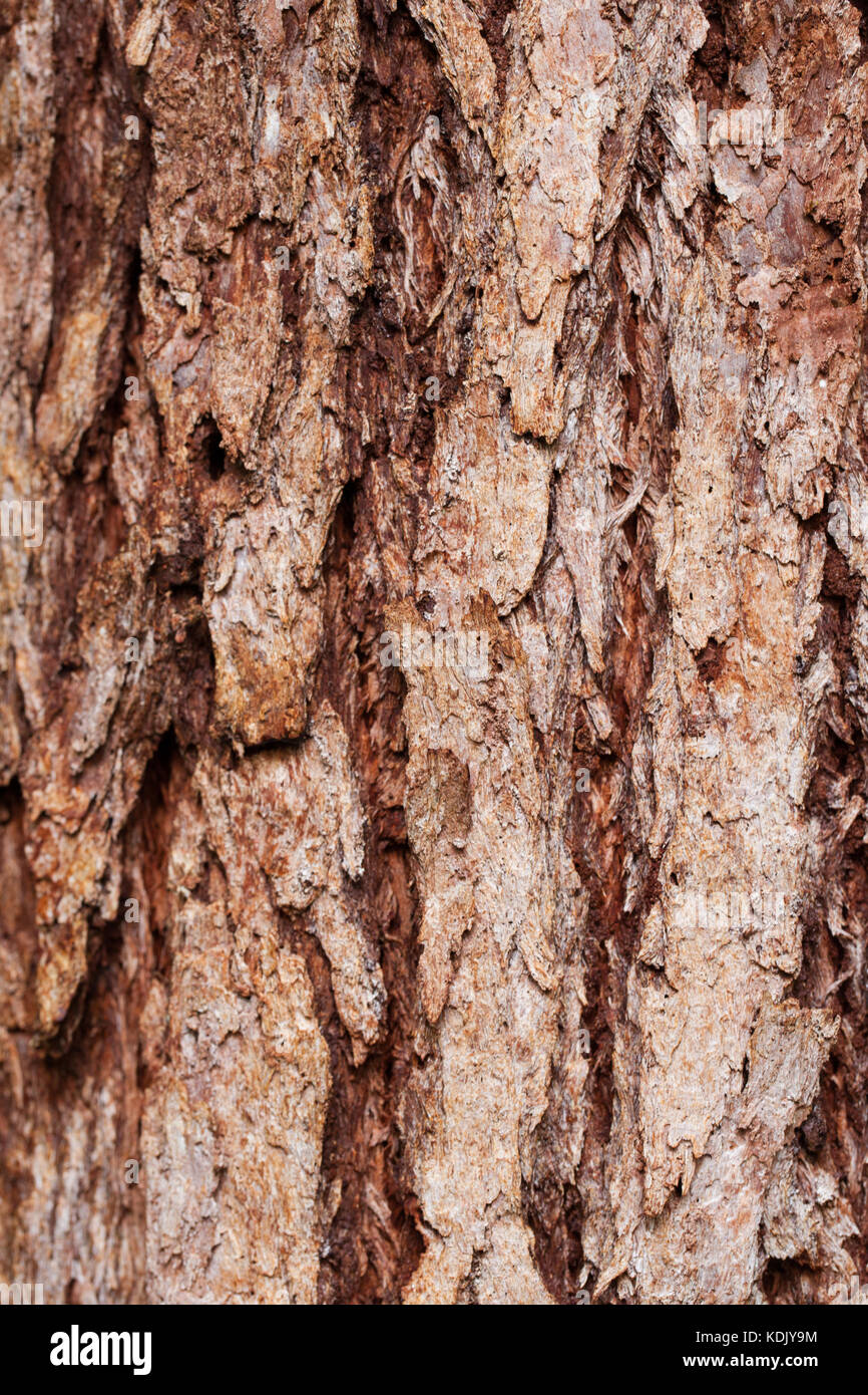 Turpentine (Syncarpia glomulifera). Bark detail. Cow Bay. Queensland. Australia. Stock Photo