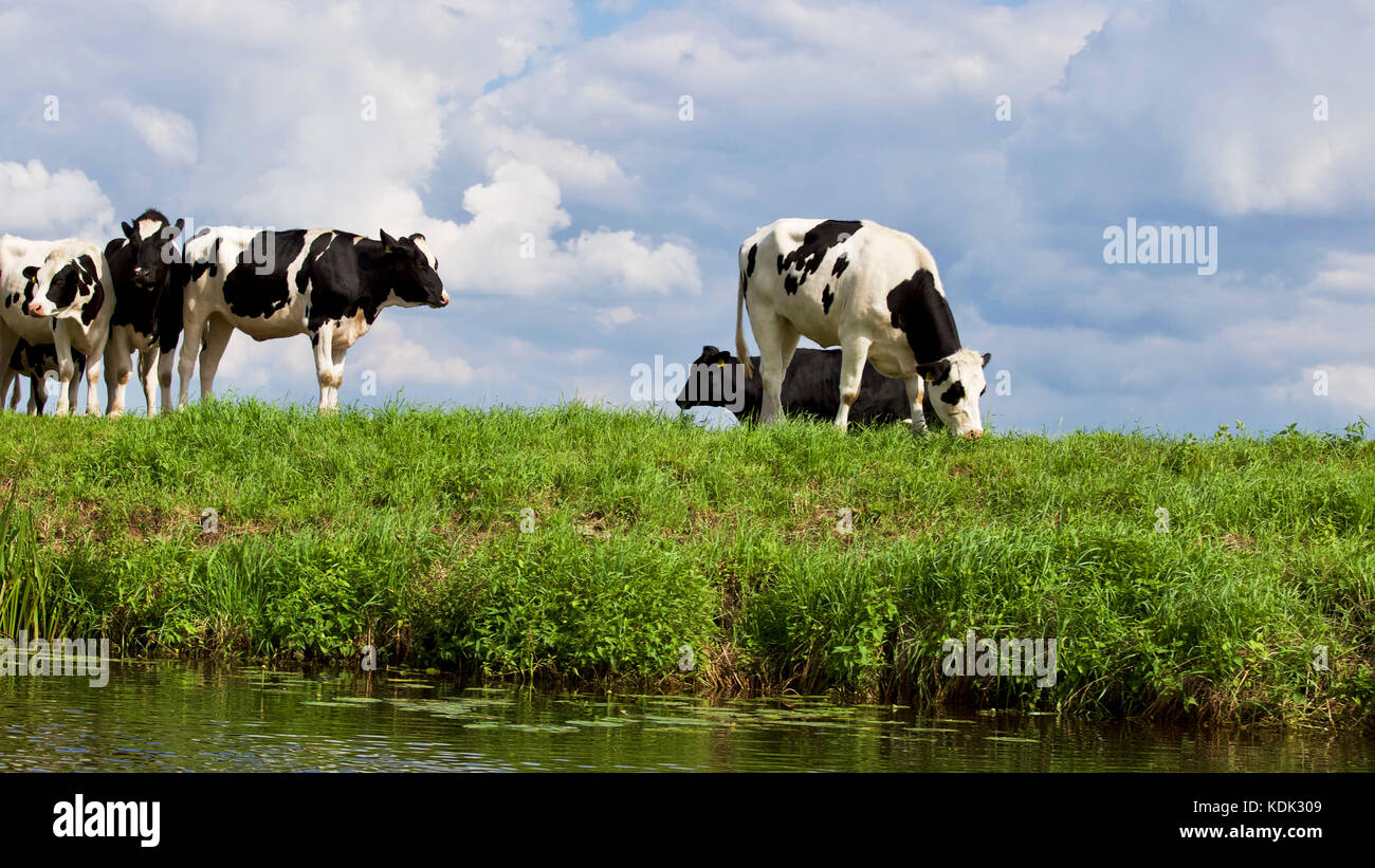 Black And White Cows In A Field High Resolution Stock Photography and ...