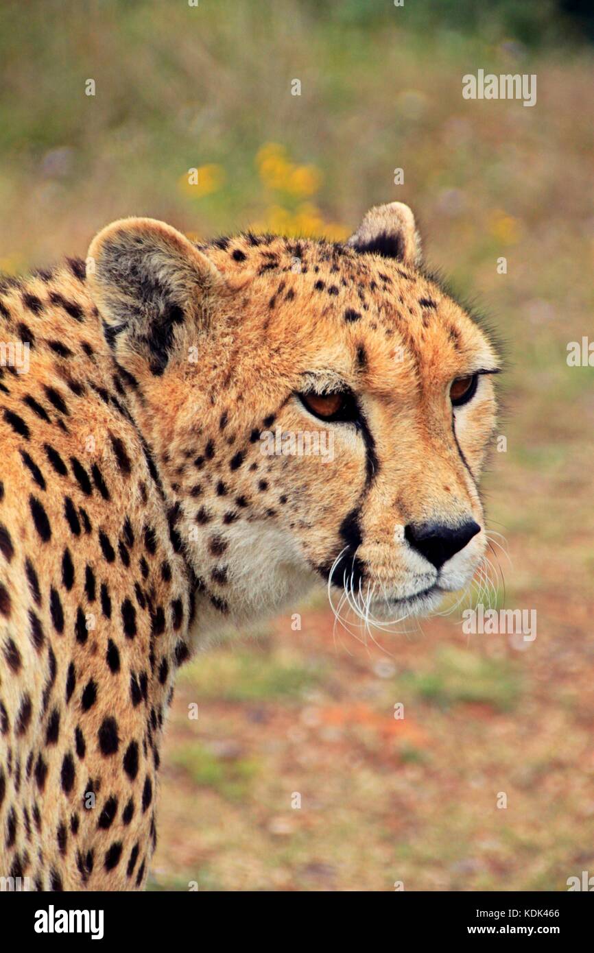 Cheetah Stock Photo