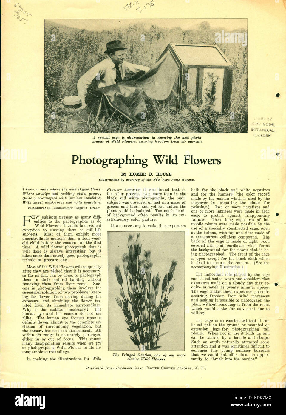 Homer D. House Photographing Wild Flowers Stock Photo Alamy