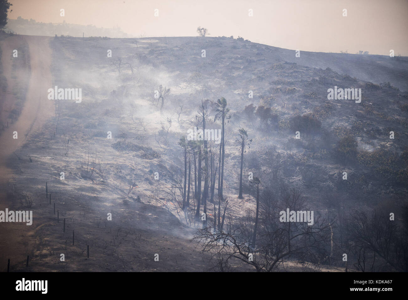 Anahiem Hills, CA, USA. 9th Oct, 2017. Palm trees smolder in Peters Canyon Regional Park Monday after the Canyon Fire 2 burned through.The Canyon Fire 2 burns in Anaheim Hills Monday October 9th, 2017. At least six homes were burning by strong Santa Ana Winds forcing evacuations. The fire was estimated at over 2, 00 acres.3021783_la-me-anaheim-hills fire Credit: Stuart Palley/ZUMA Wire/Alamy Live News Stock Photo