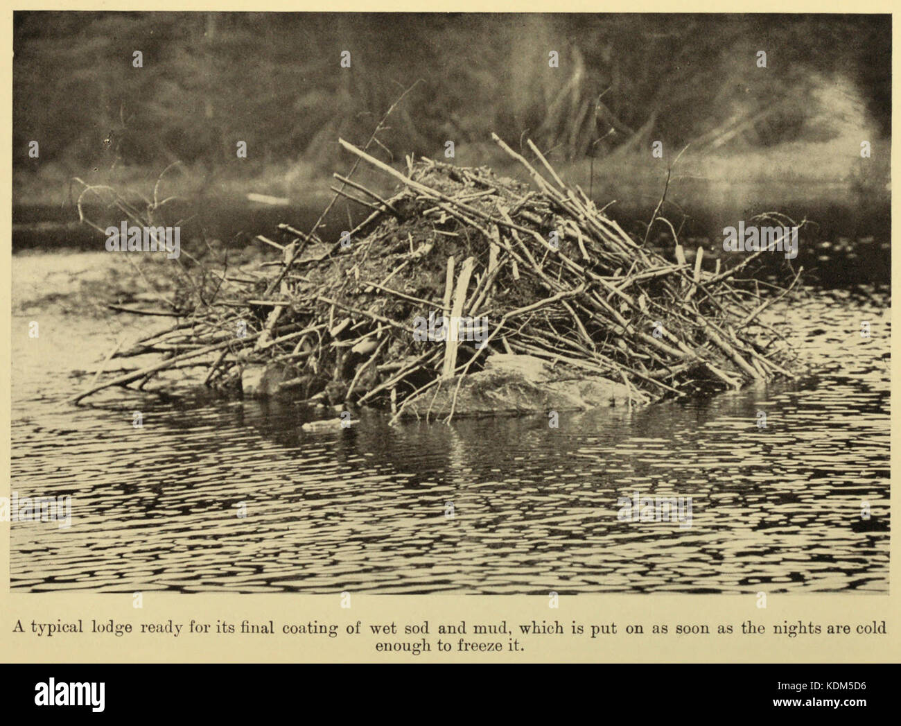 'Romance of Beaver' is a historical work that provides insight into the ...