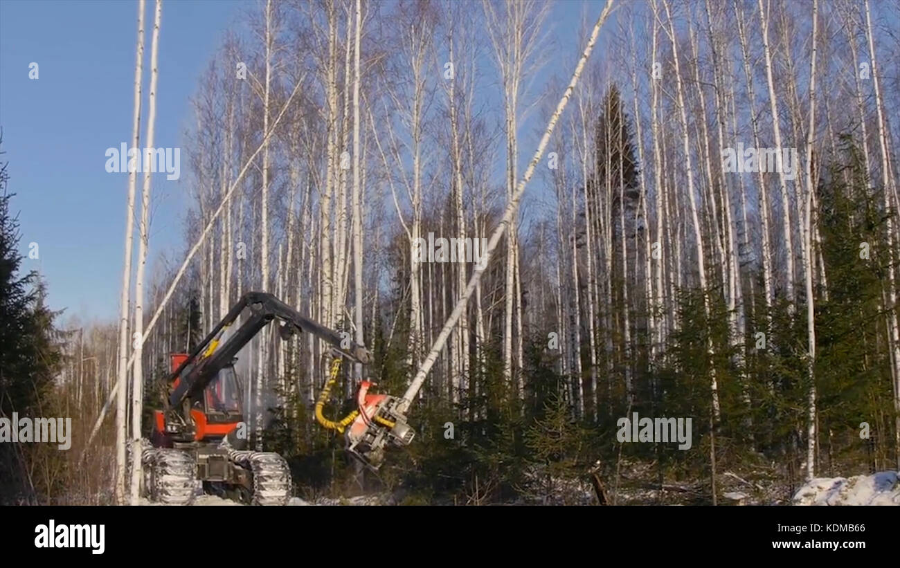 Preparation for planting trees. The cutting of trees with a bulldozer