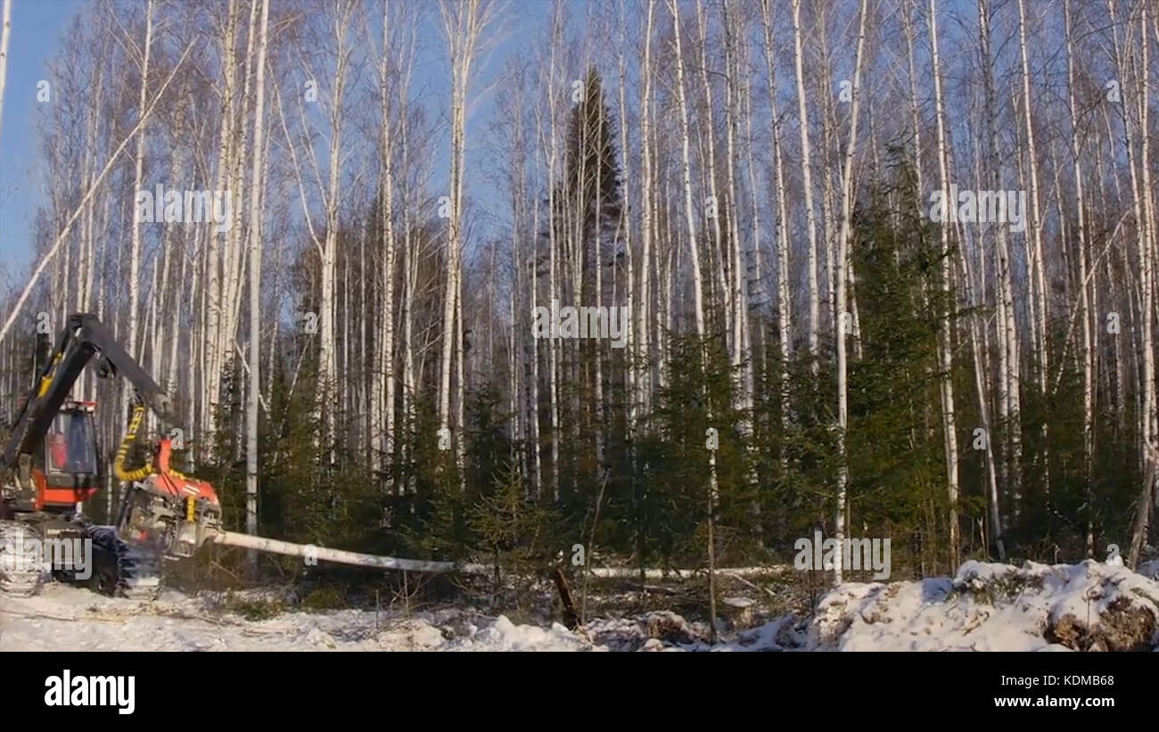 Preparation for planting trees. The cutting of trees with a bulldozer
