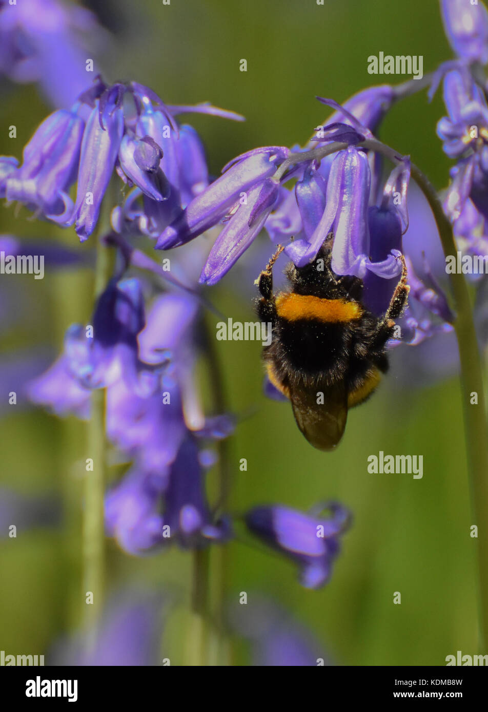 Bumblebee pollinating bluebells Stock Photo