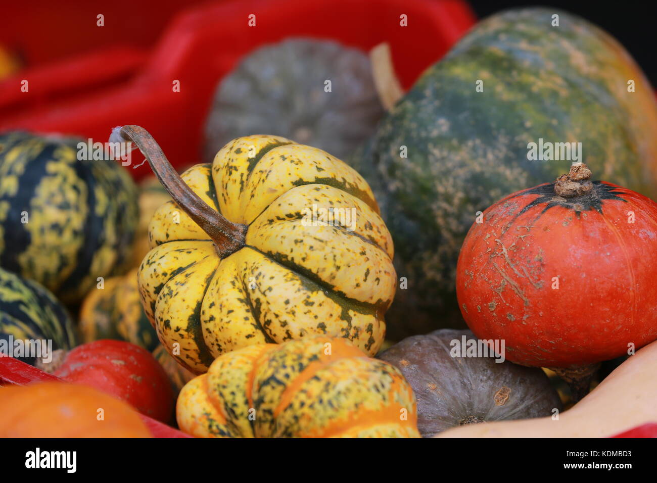 A display of pumpkins on display at a farmers market Stock Photo - Alamy