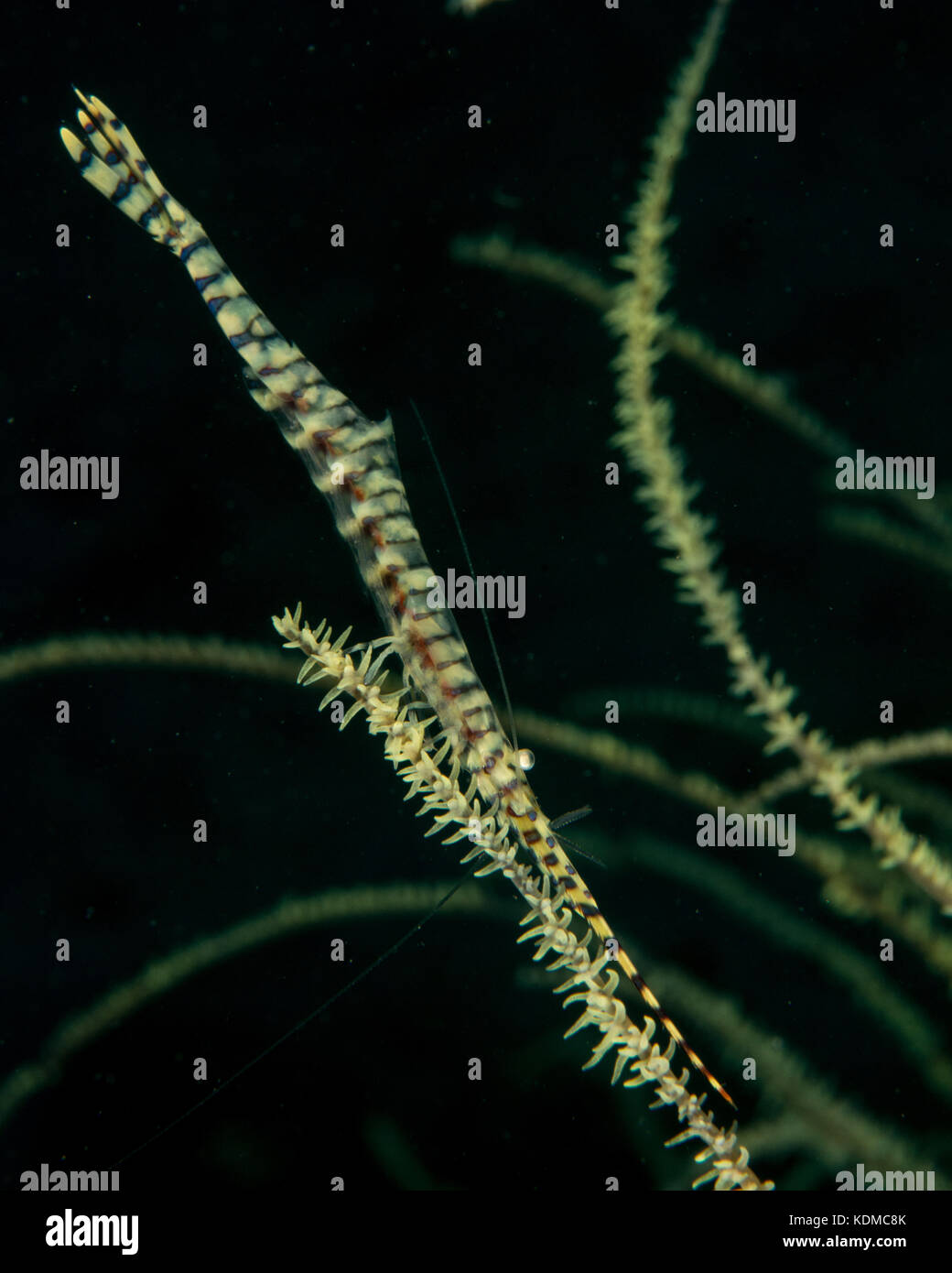 Sawblade shrimp, Tozeuma armatum Stock Photo