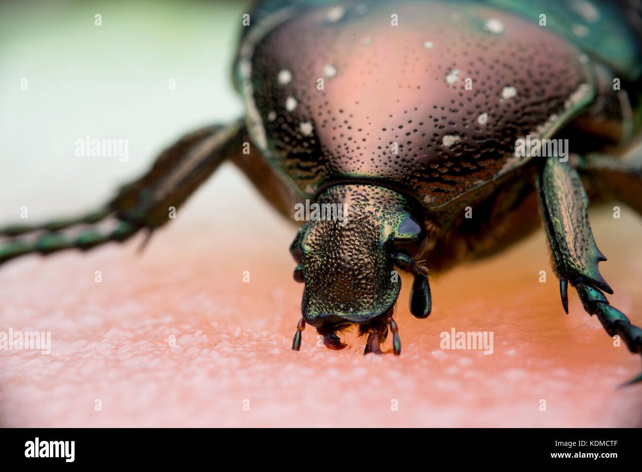 chafer in nature. close Stock Photo