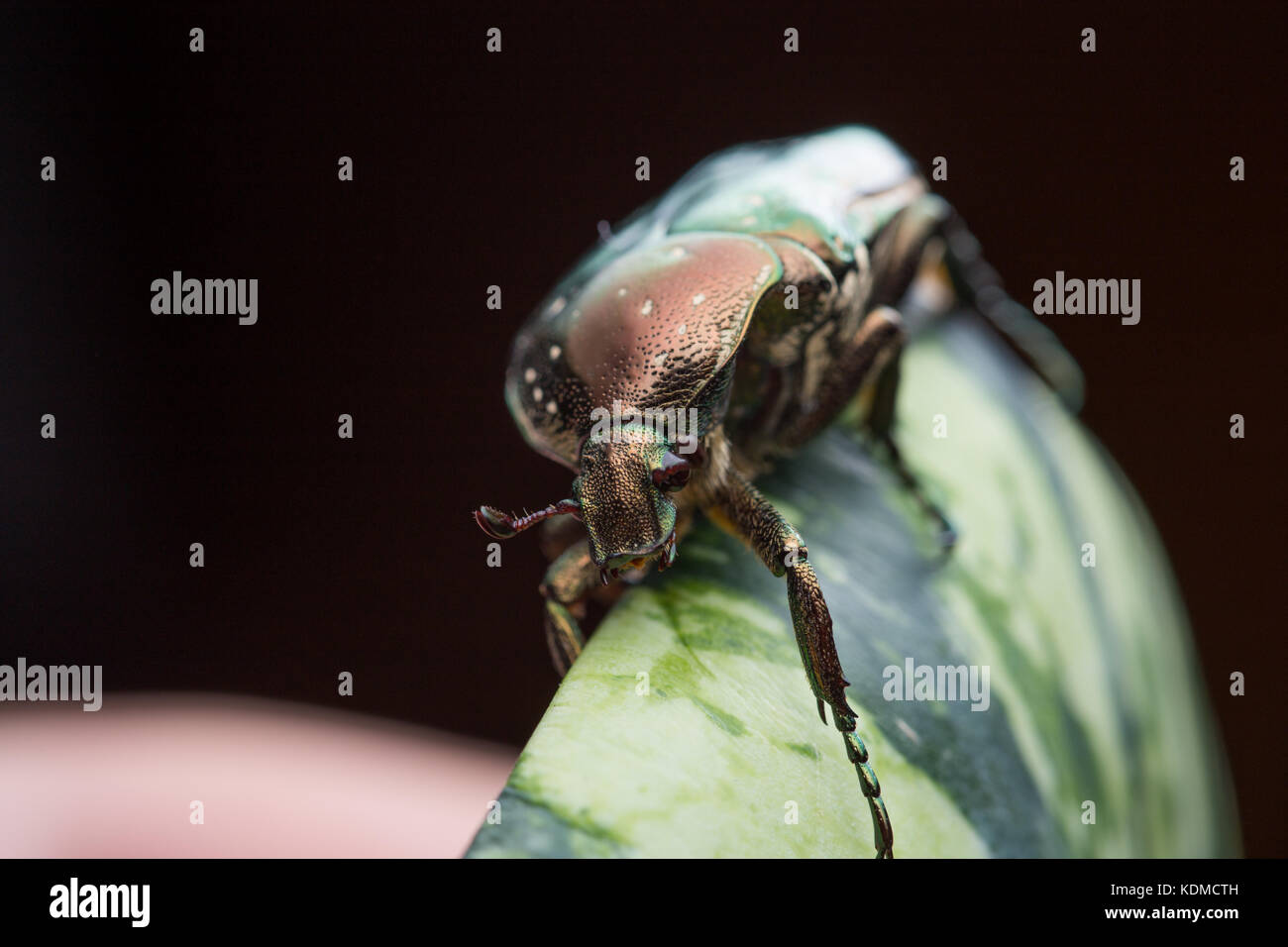 chafer in nature Stock Photo
