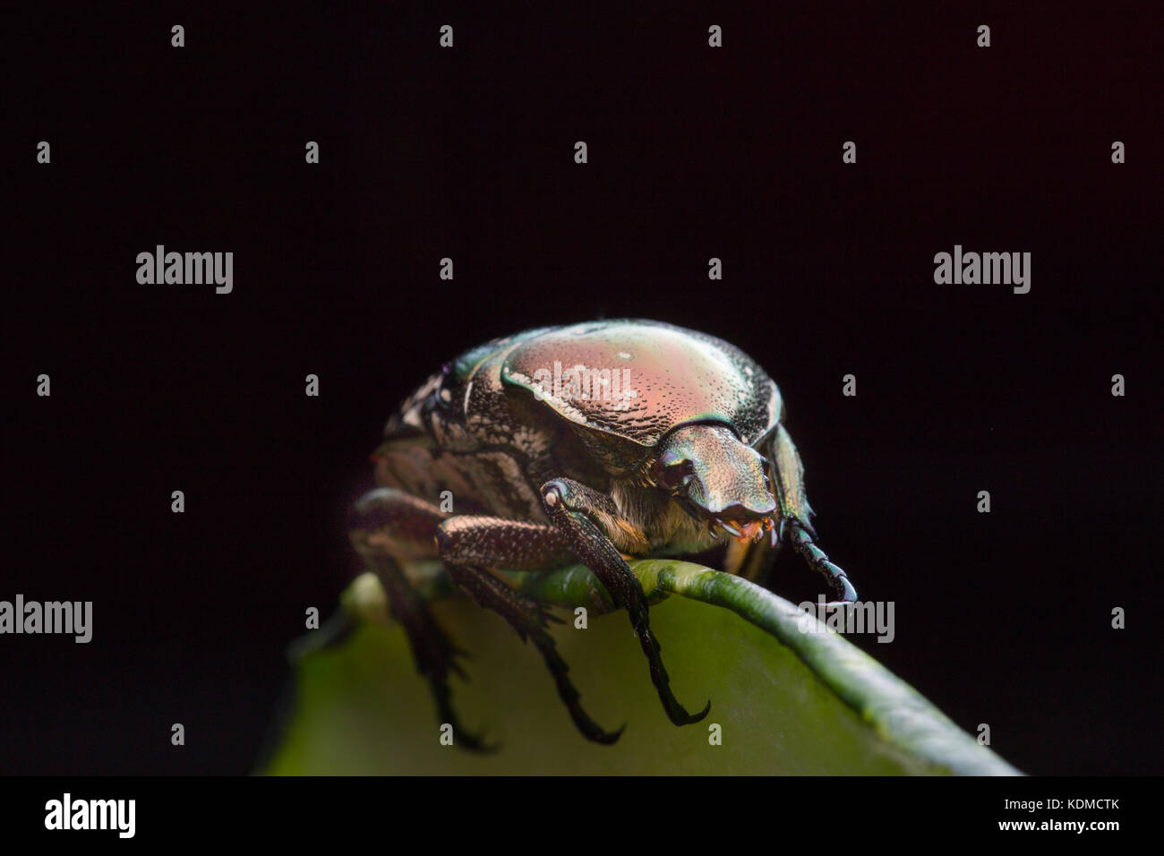 chafer in nature Stock Photo