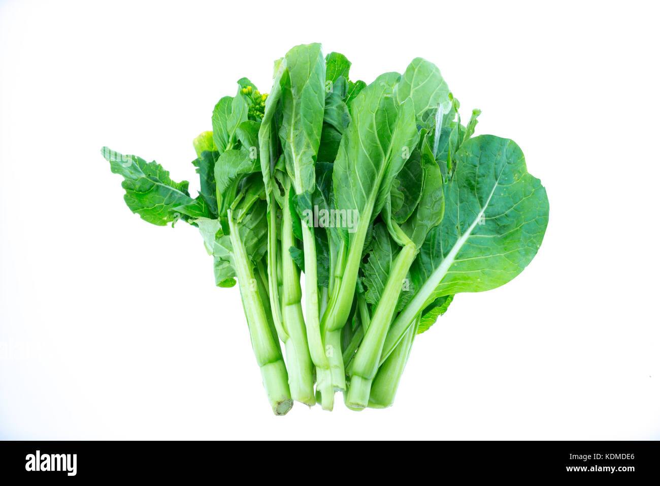 Bunches of bok choy, isolated on white background. Asian leafy green