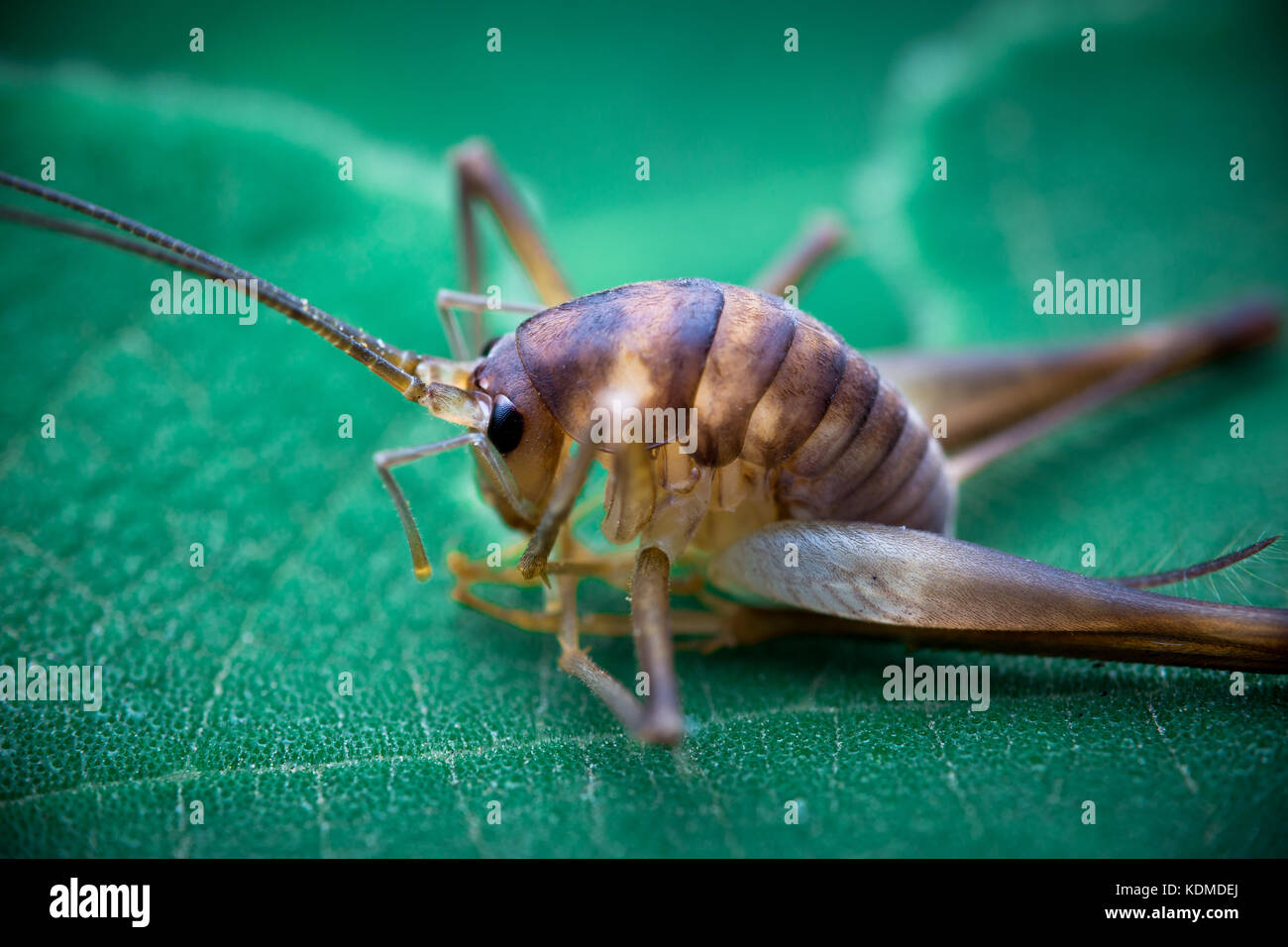 Differential eating a leaf Stock Photo Alamy
