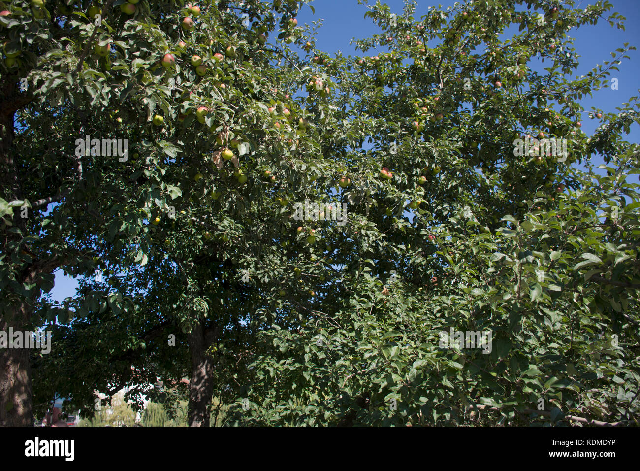 Apples fruit on apple tree in public garden near Prague castle in