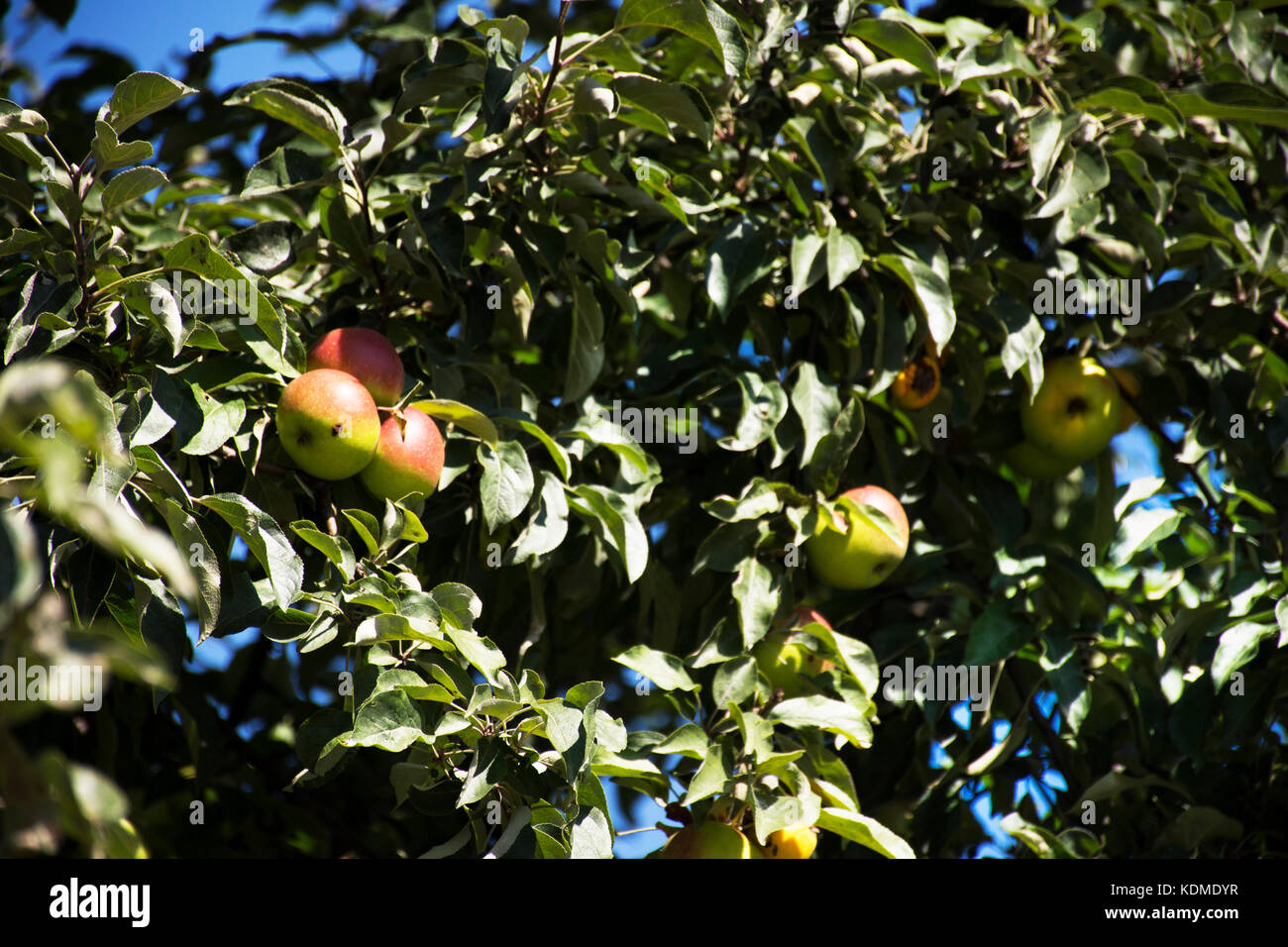 Apples fruit on apple tree in public garden near Prague castle in