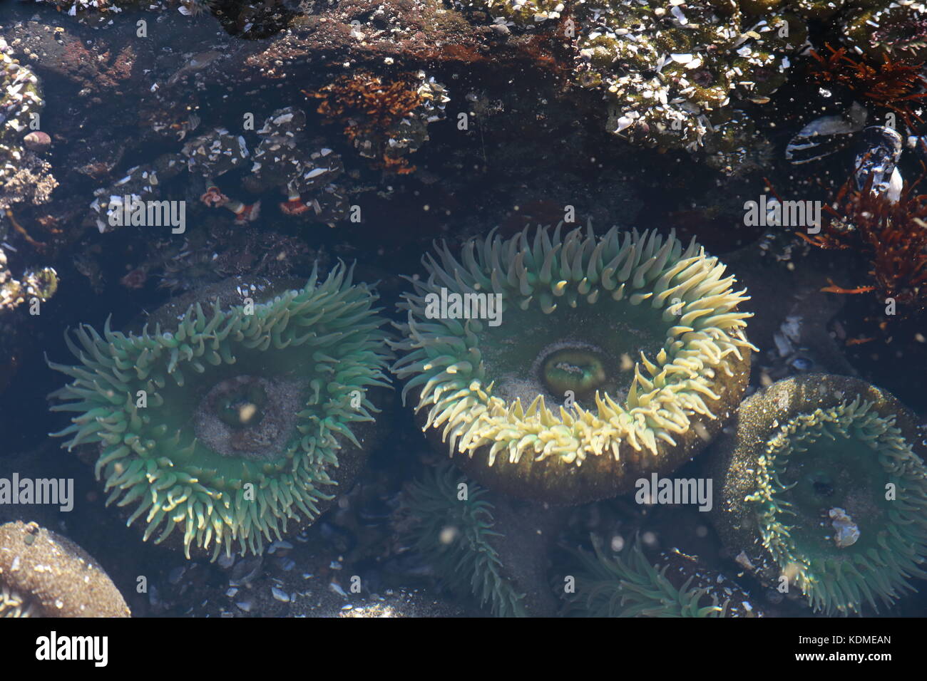 On sea anemones hi-res stock photography and images - Page 11 - Alamy