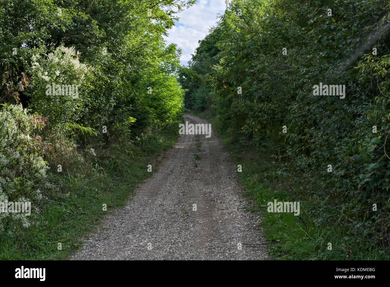 Empty rural dirt countryside road surrounded by forest Stock Photo - Alamy