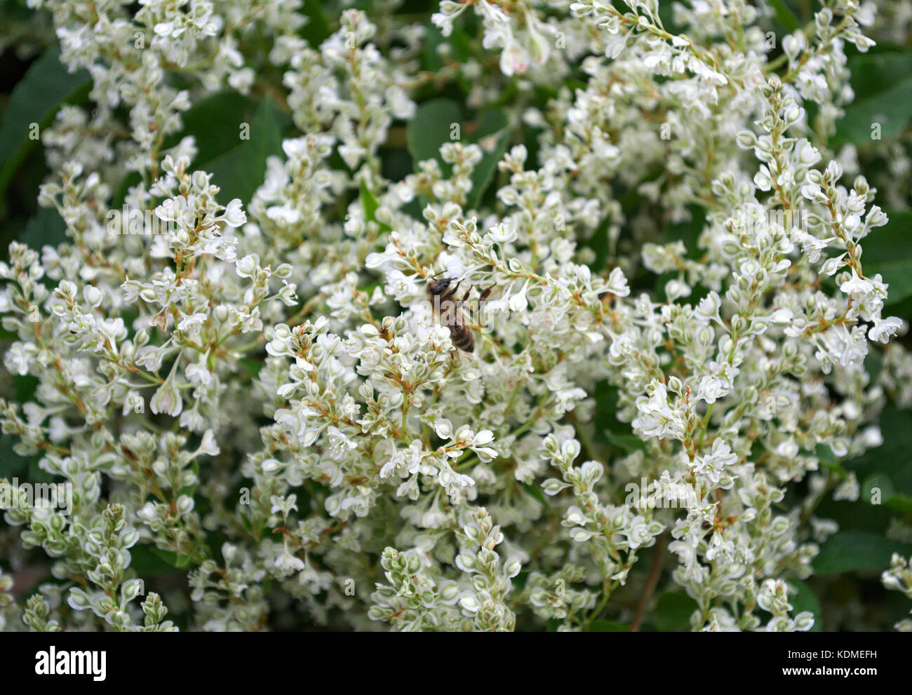 Bee working on climbing plant white flowers Stock Photo Alamy