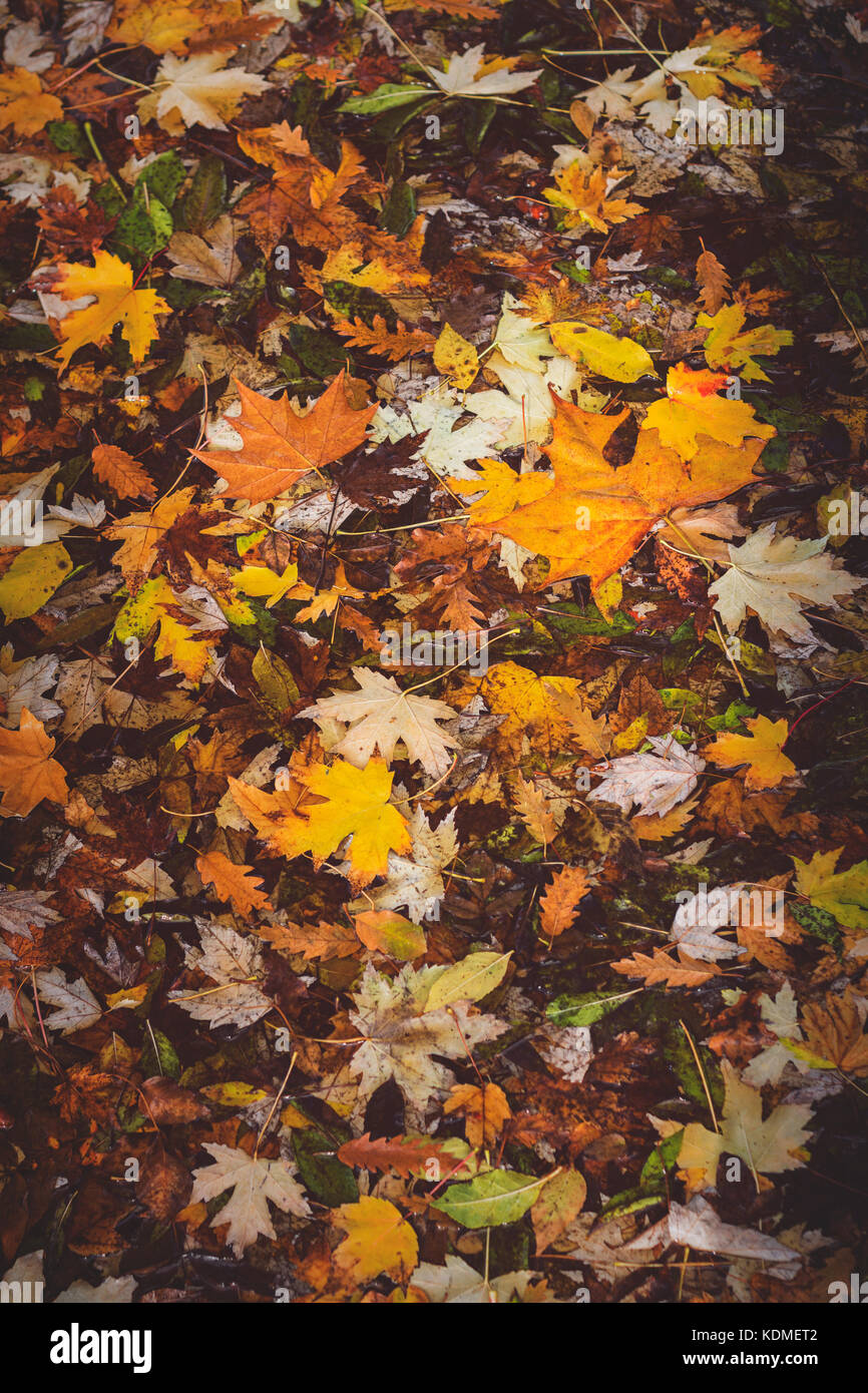 Bright red wet leaves hi-res stock photography and images - Alamy