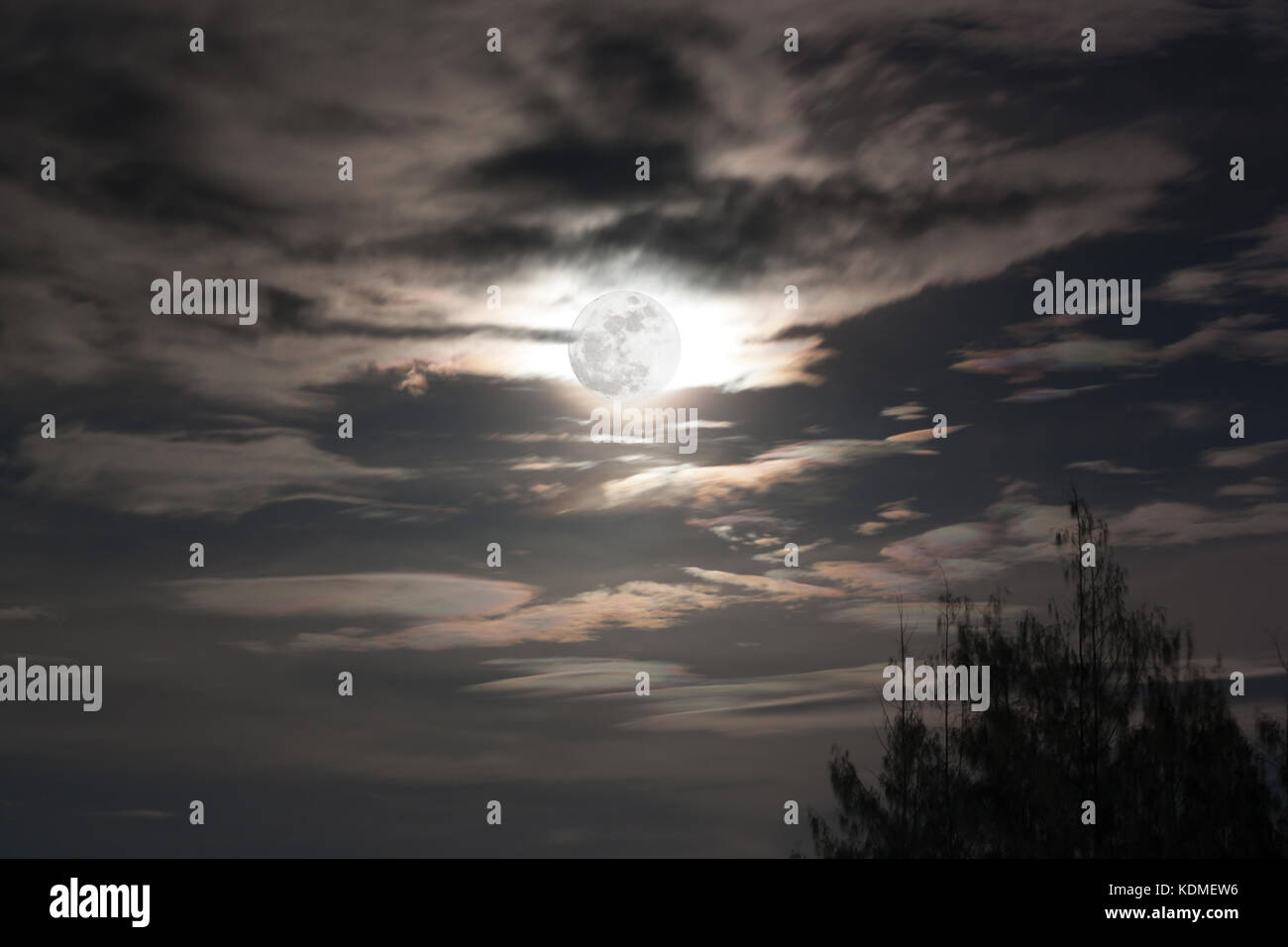full moon in dark sky background a silhouette and pine trees Stock Photo