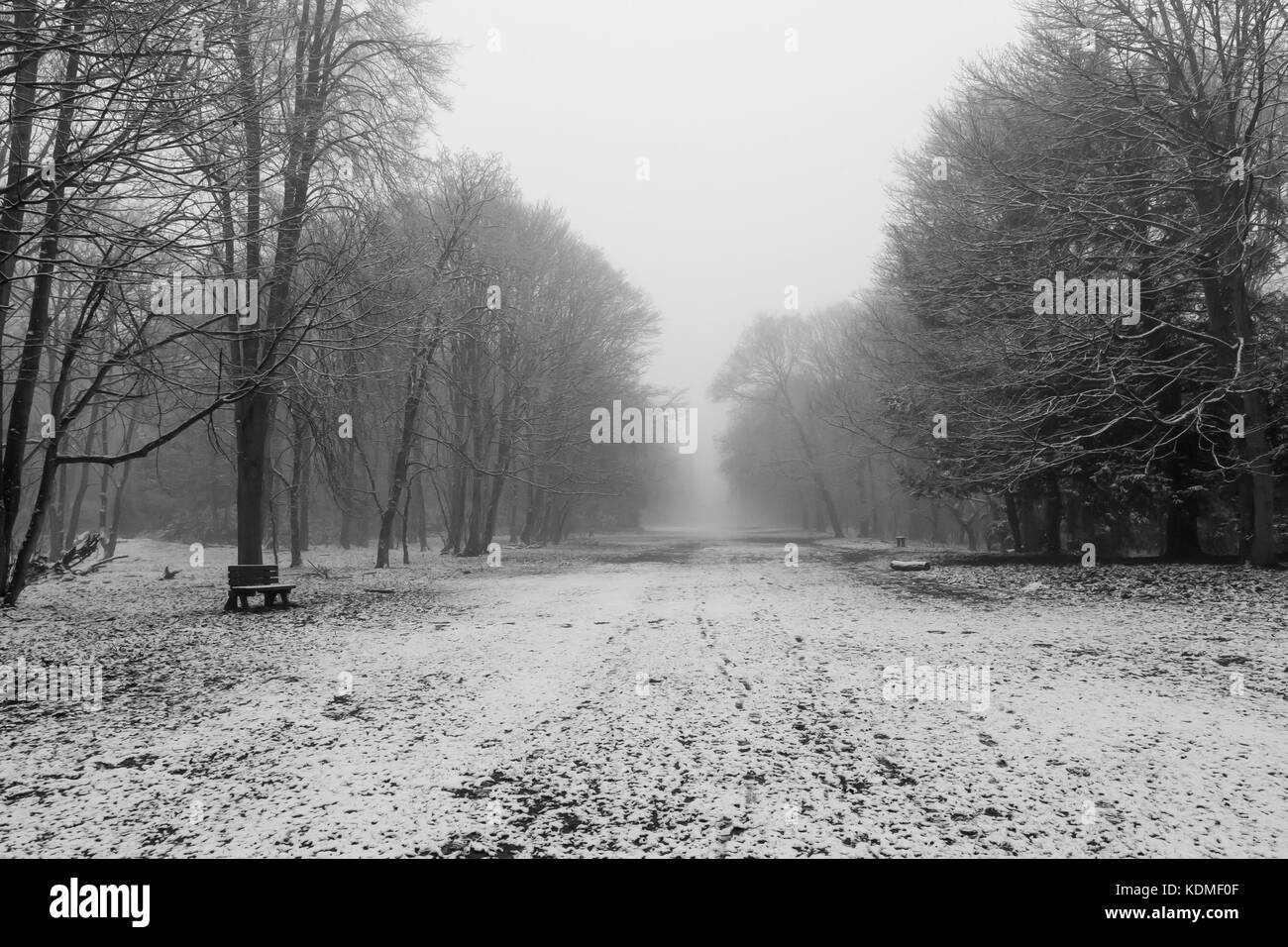 Black and white image of snowy winter scene in Sherwood Forest England Stock Photo