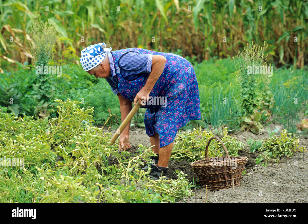 Kartoffelernte High Resolution Stock Photography and Images - Alamy