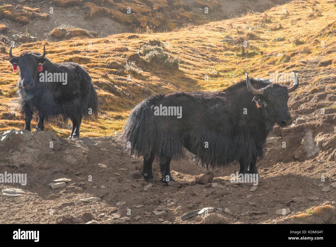 Domestic Yaks, Bos grunniens on Gampa Pass, Shannan, Tibet, China Stock Photo