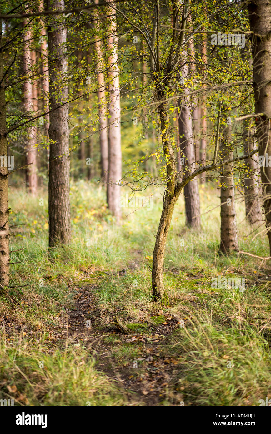 Curved tree trunks in woodland environment, Woodland Landscape, UK