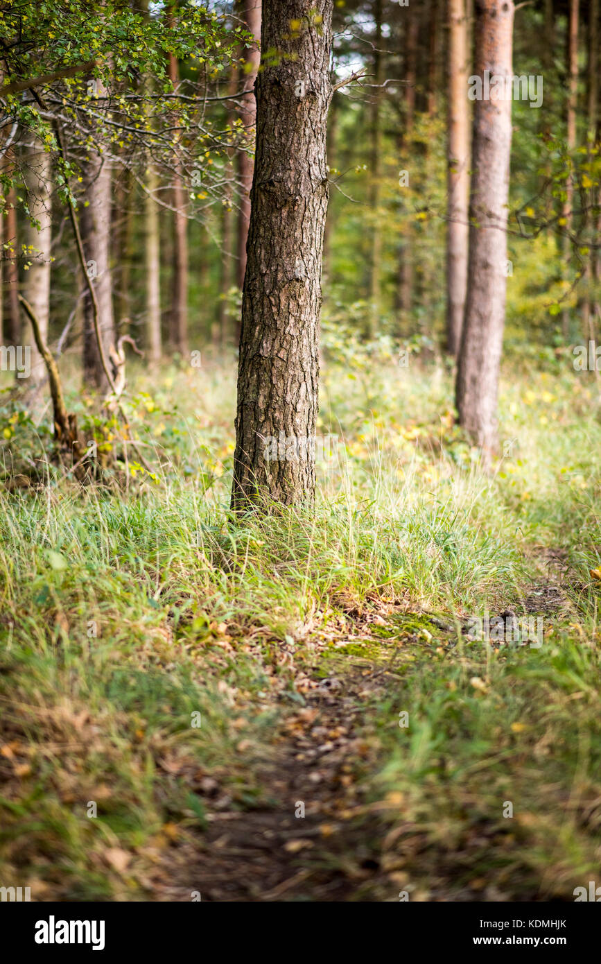 Curved tree trunks in woodland environment, Woodland Landscape, UK