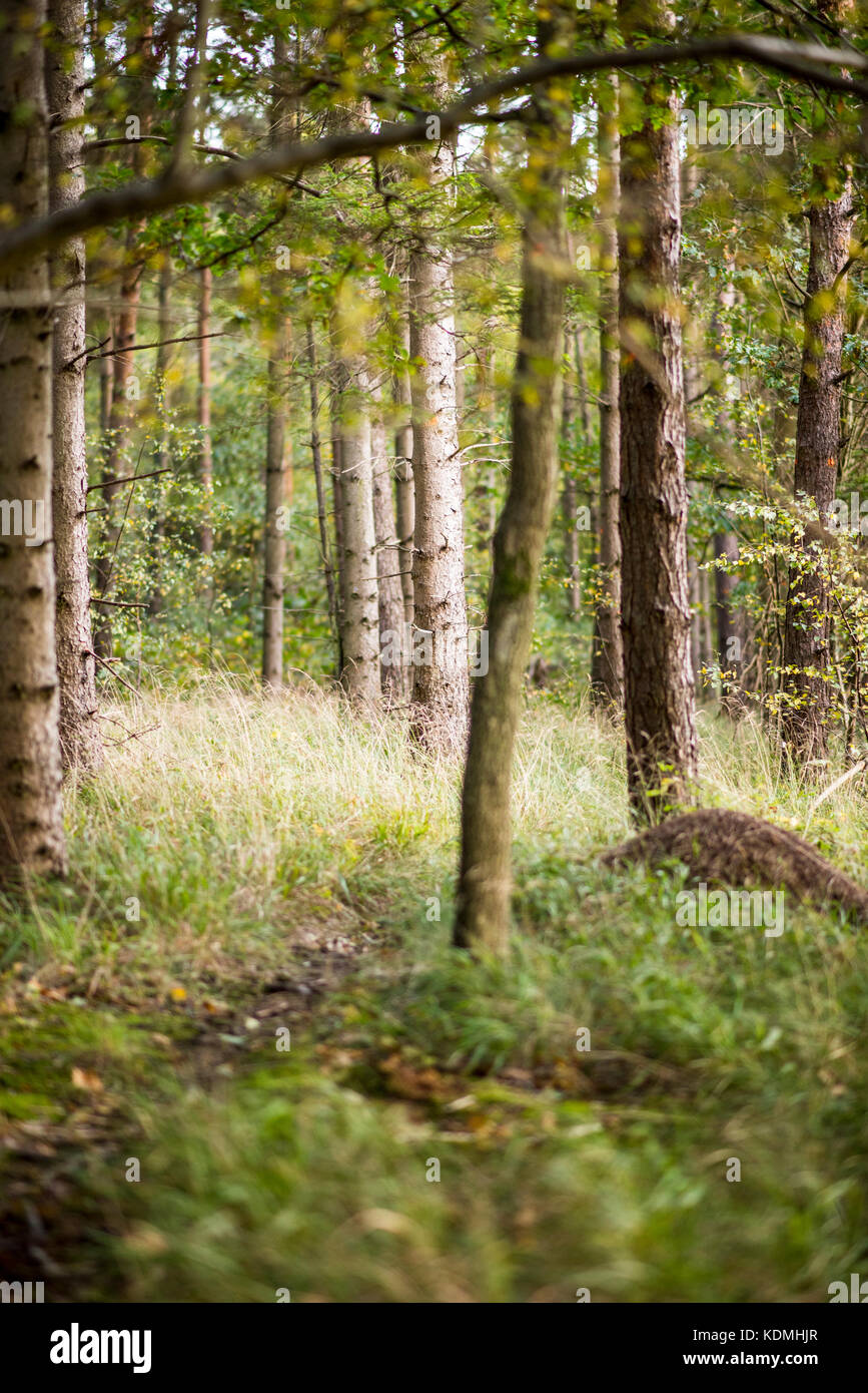 Curved tree trunks in woodland environment, Woodland Landscape, UK