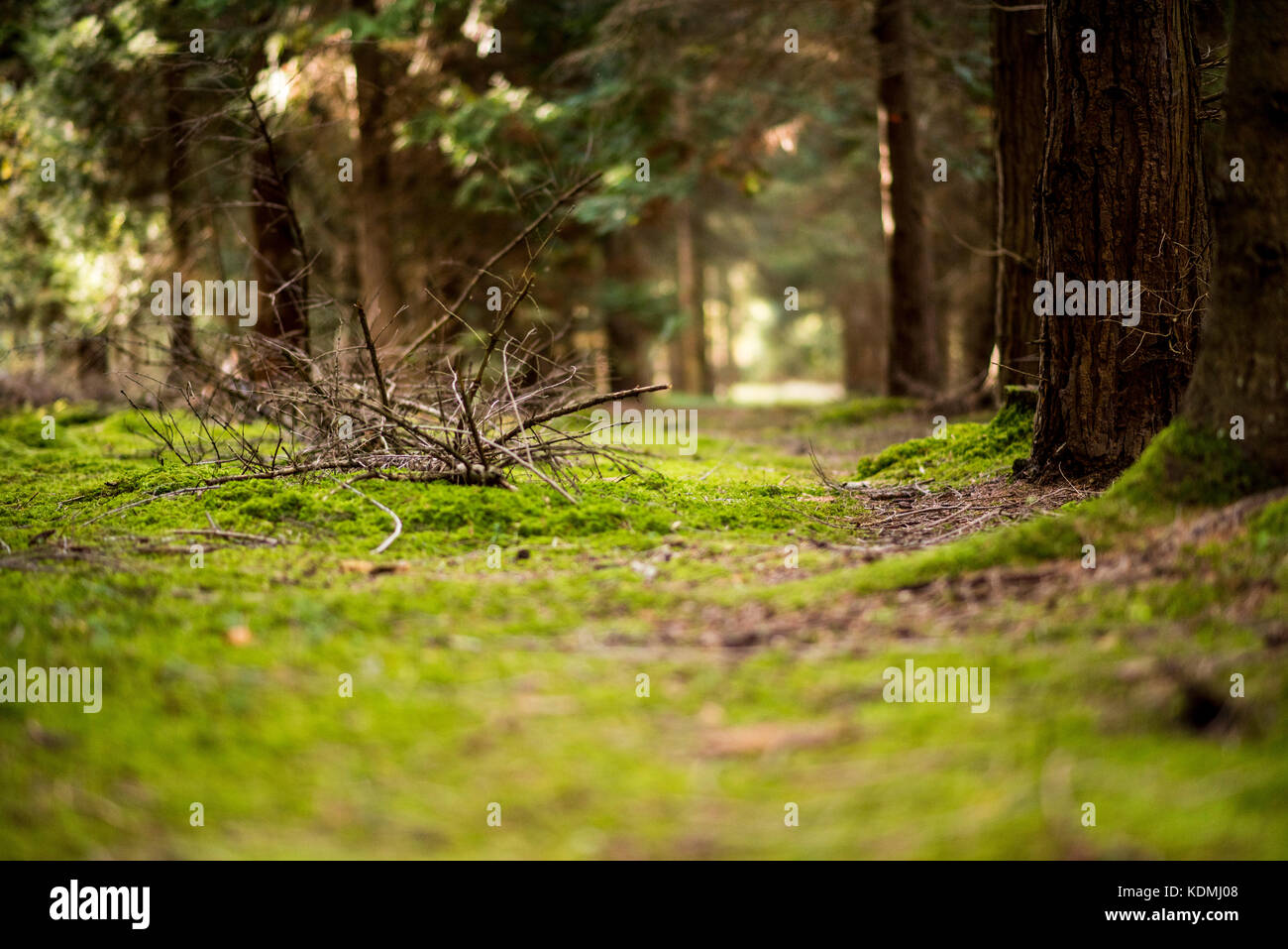Game trail through Woodland Landscape with moss covered floor, UK Stock