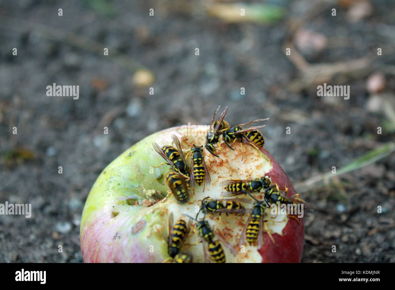Wasps eating an apple on the ground Stock Photo Alamy
